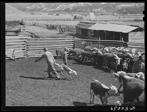 Bitterroot Valley, Montana. Calf to be branded and dehorned