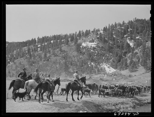 Bitterroot Valley, Ravalli County, Montana. Driving cattle into corral for branding and dehorning
