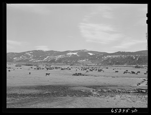 Bitterroot Valley, Montana. Cattle ranch in Ross's Hole