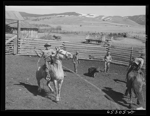 Untitled photo, possibly related to: Bitterroot Valley, Ravalli County, Montana. Preparing to castrate a bull