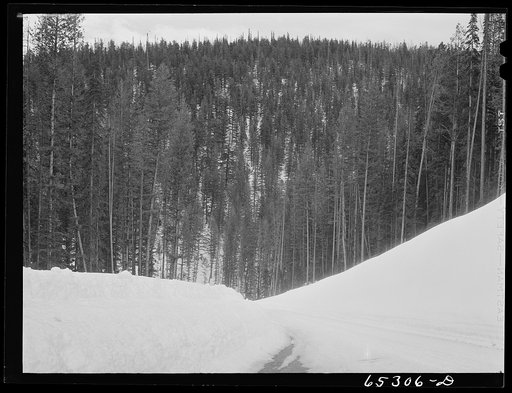 Untitled photo, possibly related to: Ravalli County, Montana. Timber along U.S. highway number ninety-three