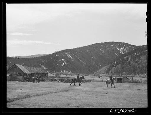 Untitled photo, possibly related to: Bitterroot Valley, Ravalli County, Montana. Driving in cattle for branding and dehorning