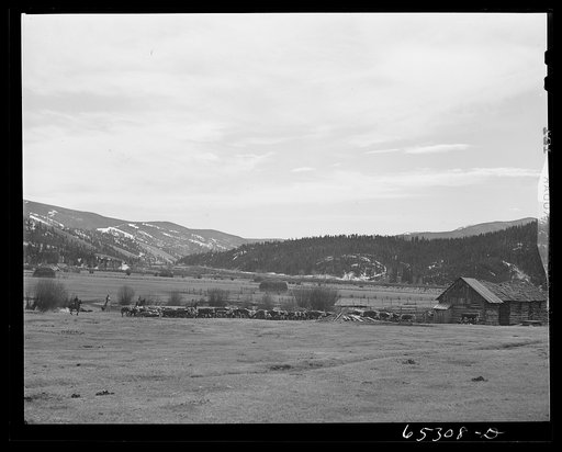 Untitled photo, possibly related to: Bitterroot Valley, Ravalli County, Montana. Driving in cattle for branding and dehorning