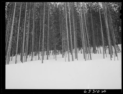 Ravalli County, Montana. Timber along U.S. highway number ninety-three