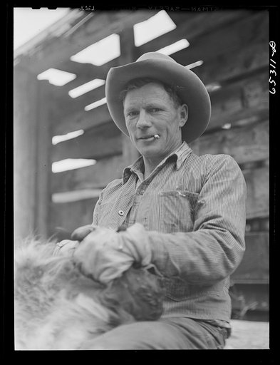 Bitterroot Valley, Montana. Cowboy helding calf which is being branded