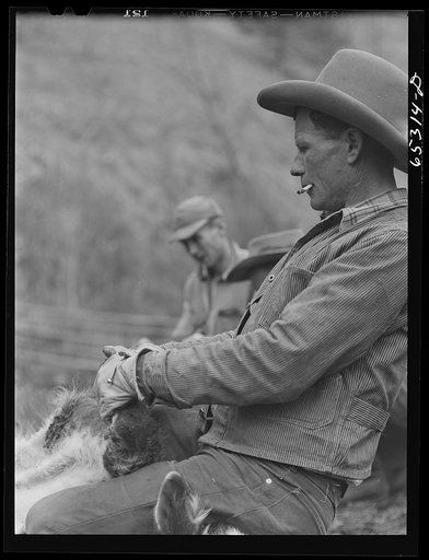 Bitterroot Valley, Montana. Cowboy holding calf which is being branded