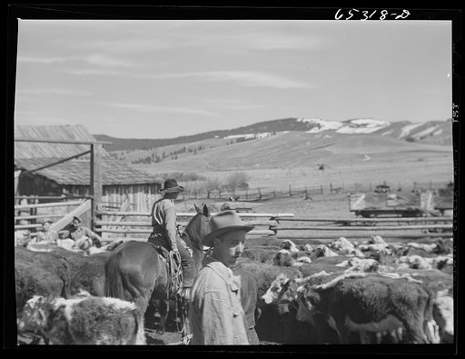 Untitled photo, possibly related to: Bitterroot Valley, Ravalli County, Montana. Cowboy