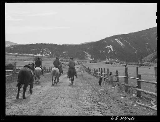 Untitled photo, possibly related to: Bitterroot Valley, Ravalli County, Montana. Driving cattle into corral for branding and dehorning