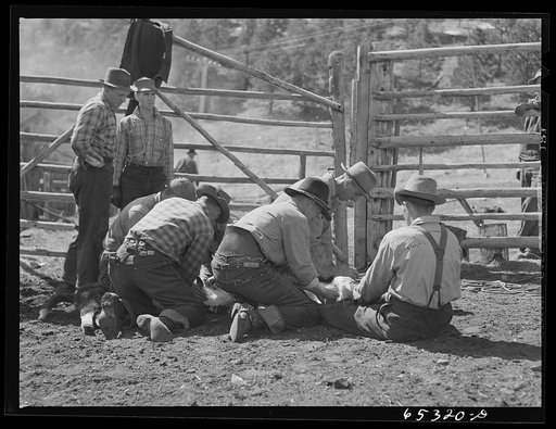 Untitled photo, possibly related to: Bitterroot Valley, Ravalli County, Montana. Preparing to castrate a bull