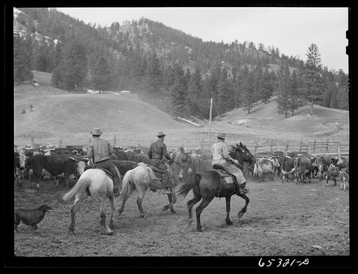 Bitterroot Valley, Ravalli County, Montana. Driving cattle into corral for branding and dehorning