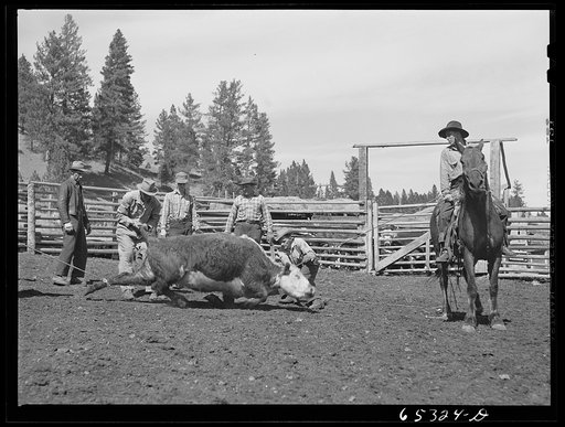 Bitterroot Valley, Montana. Roping a bull for castration