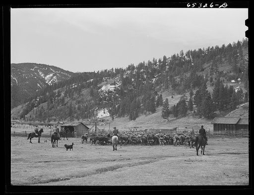 Bitterroot Valley, Ravalli County, Montana. Driving cattle into corral for branding and dehorning