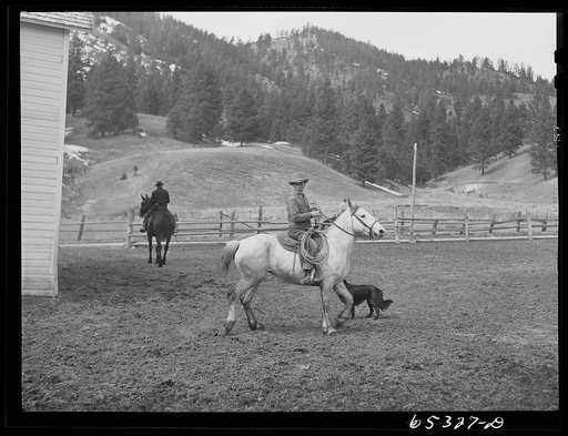 Untitled photo, possibly related to: Bitterroot Valley, Montana. Driving cattle into corral for branding and dehorning