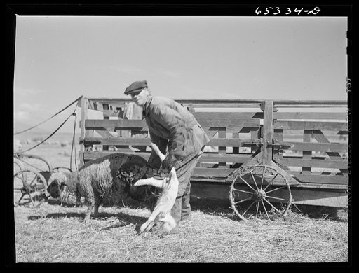 Untitled photo, possibly related to: Ravalli County, Montana. Putting new lamb into the "gut wagon"