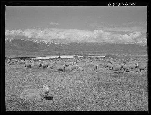 Ravalli County, Montana. Ewes during lambing time