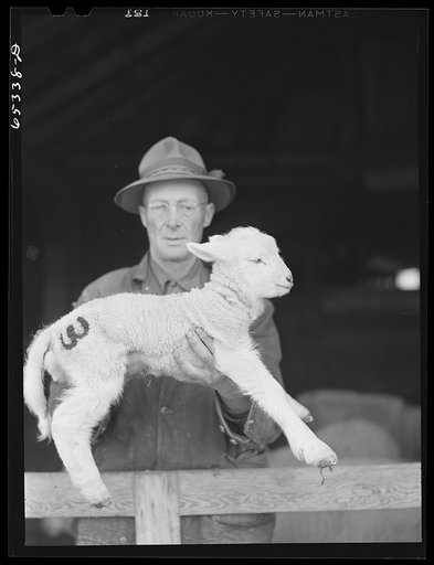 Untitled photo, possibly related to: Ravalli County, Montana. Sheepherder and lambing hand displaying stamping brands on newborn lamb