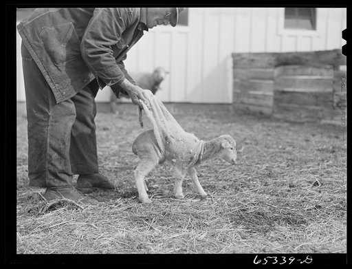 Ravalli County, Montana. Putting hide of a lamb that died over the new lamb during cold weather