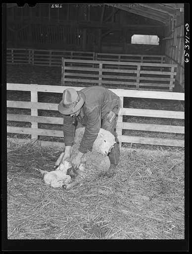 Ravalli County, Montana. Forcing ewe to suckle new lamb