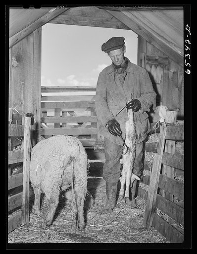 Ravalli County, Montana. Putting iodine on naval of newborn lamb