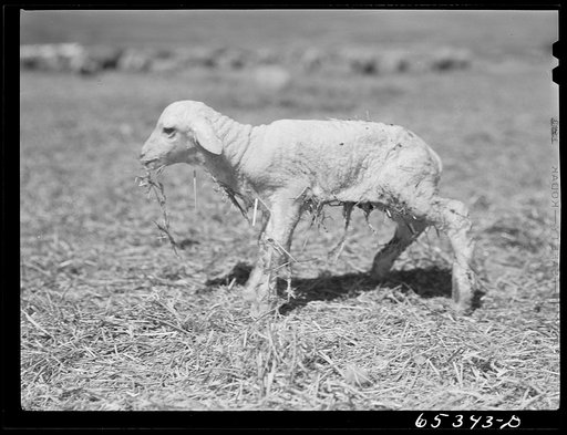 Untitled photo, possibly related to: Ravalli County, Montana. New lamb about five minutes after birth on his legs for the first time