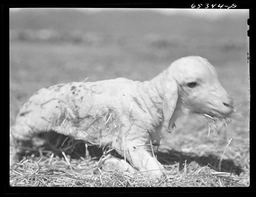 Untitled photo, possibly related to: Ravalli County, Montana. New lamb a few minutes after birth, trying to get on its feet