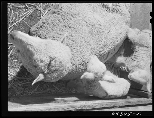 Untitled photo, possibly related to: Ravalli County, Montana. During lambing season on a sheep ranch
