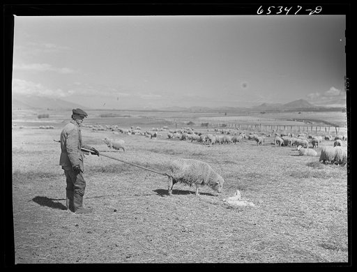 "[Untitled photo, possibly related to:  Ravalli County, Montana. Ewe with lamb she just dropped]"