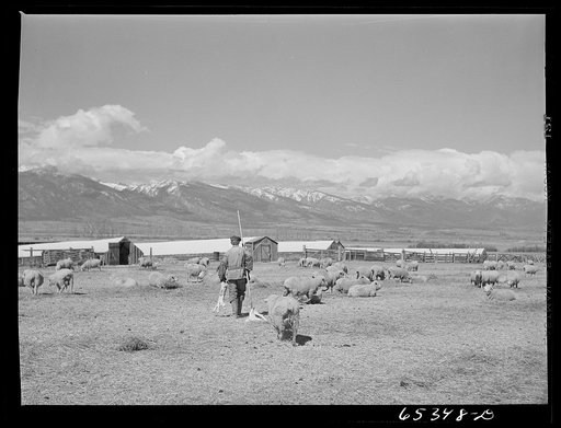 Ravalli County, Montana. Bringing twin lambs to the lambing tents, the ewe following