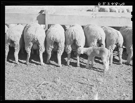 Ravalli County, Montana. Ewes feeding
