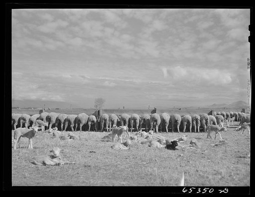 Untitled photo, possibly related to: Ravalli County, Montana. Ewes feeding during lambing season on a sheep ranch