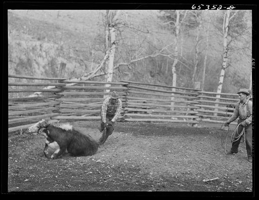 Untitled photo, possibly related to: Bitterroot Valley, Ravalli County, Montana. Roping a bull