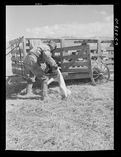 Ravalli County, Montana. Putting new lamb into the "gut wagon"
