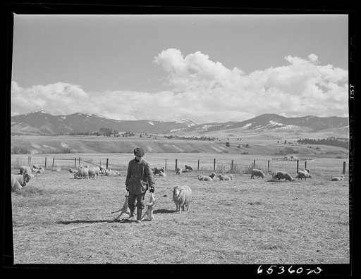 Ravalli County, Montana. Bringing twin lambs to the lambing tent, the ewe following