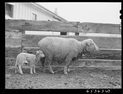 Ravalli County, Montana. Ewe and lamb wearing an extra coat of wool