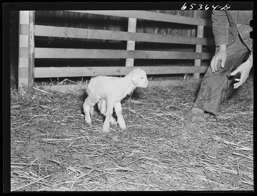 Untitled photo, possibly related to: Ravalli County, Montana. Catching new lamb