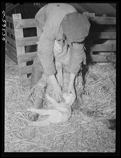 Ravalli County, Montana. Forcing ewe to suckle lamb
