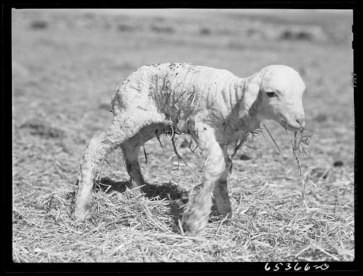 Ravalli County, Montana. New lamb about five minutes after birth on his legs for the first time