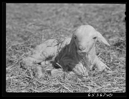 Ravalli County, Montana. Lamb immediately after birth
