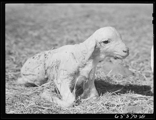 Ravalli County, Montana. New lamb a few minutes after birth, trying to get on its feet