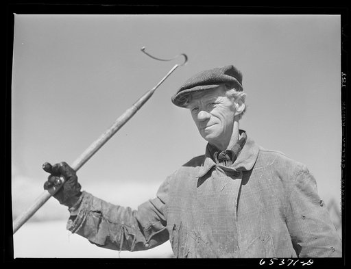 Ravalli County, Montana. Old Russian-born sheepherder and lambing hand