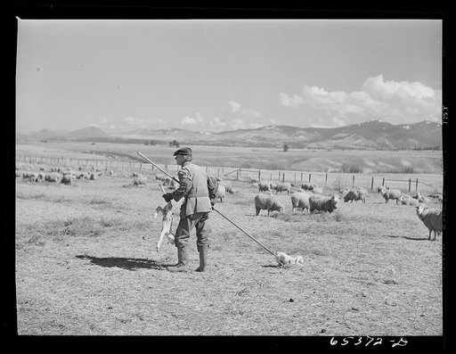 Ravalli County, Montana. Bringing newborn twin lambs to the lambing tents