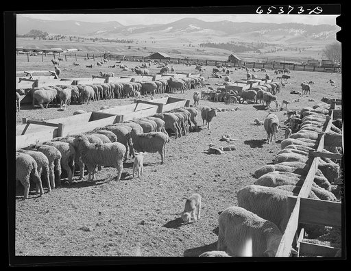 Ravalli County, Montana. During lambing season on a sheep ranch