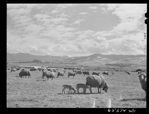 Ravalli County, Montana. During lambing season on a sheep ranch