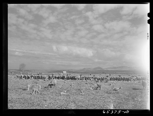 Ravalli County, Montana. During lambing season on a sheep ranch