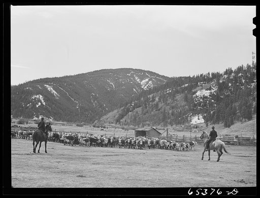 Untitled photo, possibly related to: Bitterroot Valley, Ravalli County, Montana. Driving cattle into corral for branding and dehorning