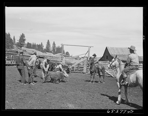 Bitterroot Valley, Ravalli County, Montana. Preparing to castrate a bull