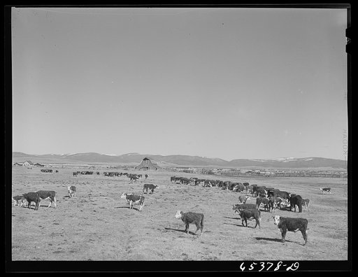 Beaverhead County, Montana. Cattle feeding on ranch in the Big Hole Basin