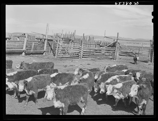 Beaverhead County, Montana. Cattle in corral after dehorning. Ranch in Big Hole Basin