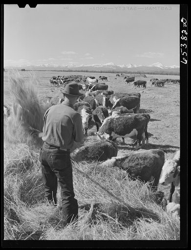 Beaverhead County, Montana. Feeding cattle. Spokane Ranch, Big Hole Basin
