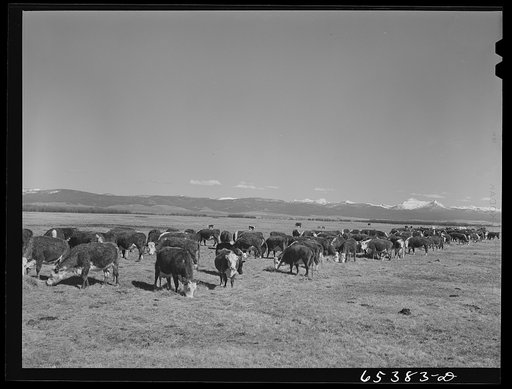 Untitled photo, possibly related to: Beaverhead County, Montana. Cattle feeding on ranch in the Big Hole Basin